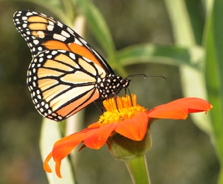 This image of a monarch butterfly, Danaus plexippus, foraging on the Mexican sunflower, Tithonia, is appears on the back cover of 