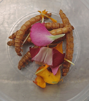 Mealworms are the delicacy in this dish.