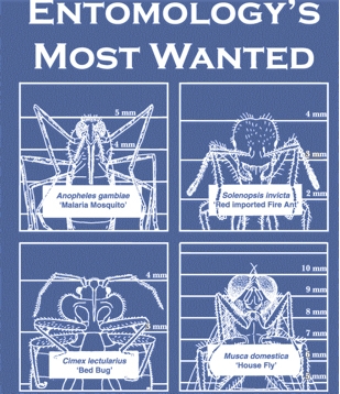 Entomology's Most Wanted