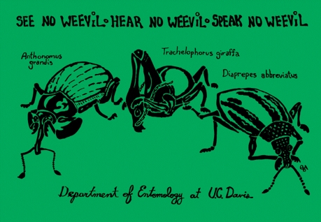 See No Weevil