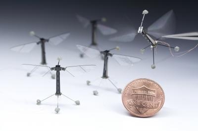 The RoboBees are smaller than a penny. (Photo Courtesy of Harvard University)