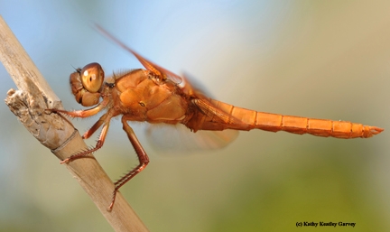 Flameskimmer dragonfly,Libellula saturata, appears in the Entomological Society of America's 2015 world insects calendar. (Photo by Kathy Keatley Garvey)