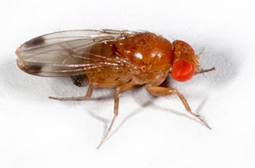 Spotted wing drosophila, male. (Photo courtesy of Martin Hauser, California Department of Food and Agriculture)