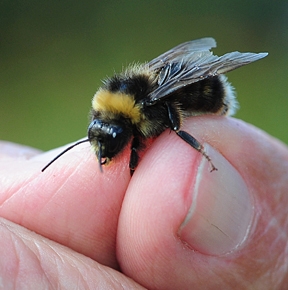 This Western bumble bee,  Bombus occidentalis, has declined throughout central California. (Photo by Kathy Keatley Garvey)