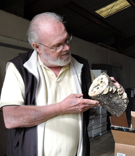 Robbin Thorp examining Valley carpenter bees, Xylocopa varipuncta, inside the remains of an apple tree. (Photo by Kathy Keatley Garvey)