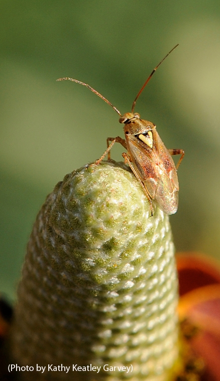 This is a lygus bug, one of the insects that Christian Nansen studies. (Photo by Kathy Keatley Garvey)