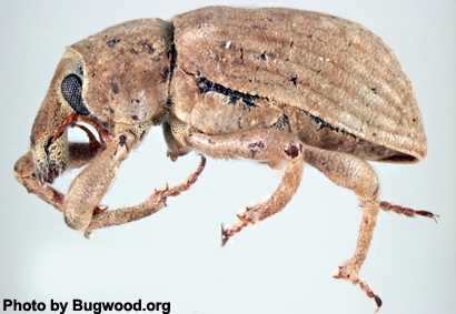 Rice water weevil, Lissorhoptrus oryzophilus (Bugwood Photo)