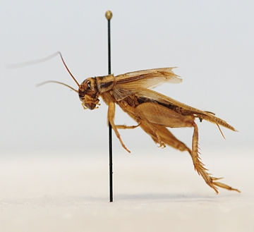 A cricket specimen, Acheta domesticus, from the Bohart Museum of Entomology. (Photo by Kathy Keatley Garvey)