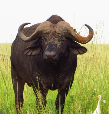 Cape buffalo in African country of Namibia. (Photo by Patty Carey)