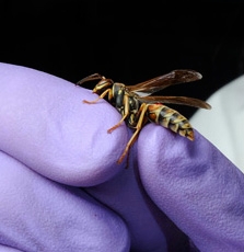 European paper wasp