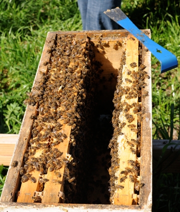 Hive in the Laidlaw apiary. (Photo by Kathy Keatley Garvey)