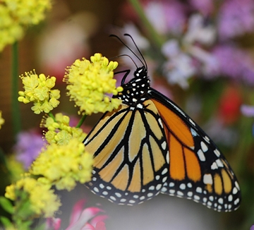 Close-up of a monarch in the Pollinator Pavilion, UC Davis Picnic Day. (Photo by Kathy Keatley Garvey)