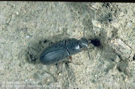 Darkling beetle, the adult form of the mealworm. (Photo by Jack Kelly Clark, UC IPM)