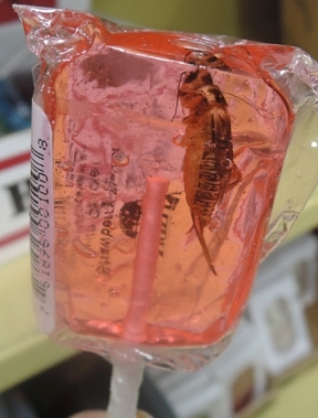 This lollipop at the Bohart Museum comes with protein--a cricket. (Photo by Kathy Keatley Garvey)