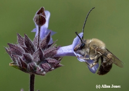 Eucera male bee photographed in the Häagen-Dazs Honey Bee Haven. (Photo by Allan Jones)
