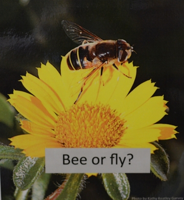 A bee or a fly? Visitors learned the differences between a bee and a fly in the Bohart Museum of Entomology display, 
