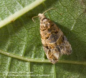 European Grapevine Moth (UC IPM Photo)