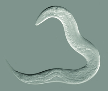 Caenorhabditis elegans, adult hermaphrodite. Wikipedia  image by Bob Goldstein, UNC Chapel Hill http://bio.unc.edu/people/faculty/goldstein/