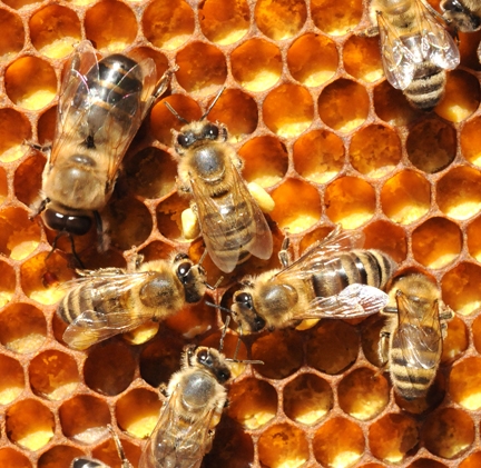 Drone (top) and worker bees. (Photo by Kathy Keatley Garvey)