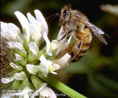 Honey bee on clover. According to a UC Berkeley news report,about one-third of the value of California agriculture comes from pollinator-dependent crops, representing a net value of $11.7 billion per year. (UC IPM Photo)