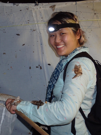 UC Davis graduate student Judy Chung collecting moths in Belize. (Photo by Steve Heydon)