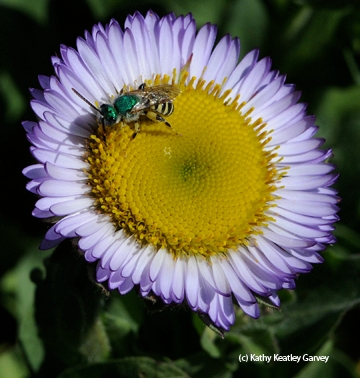 An ultra green metallic sweat bee visiting a seaside daisy. (Photo by Kathy Keatley Garvey)