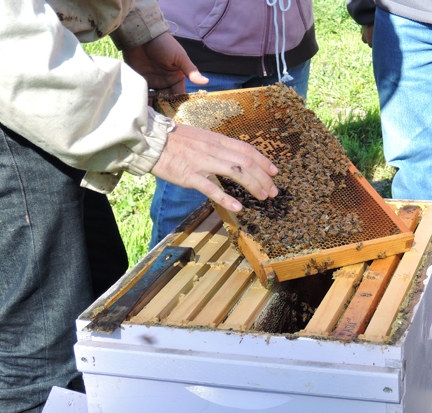 Pulling out a frame at a bee class at the Harry H. Laidlaw Jr. Honey Bee Research Facility. (Photo by Kathy Keatley Garvey)