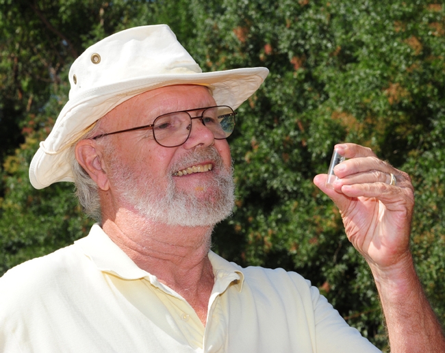 Bumble bee expert Robbin Thorp, distinguished emeritus professor of entomology, checks out a Western bumble bee, Bombus occidentalis, which is also proposed as an endangered species. (Photo by Kathy Keatley Garvey)
