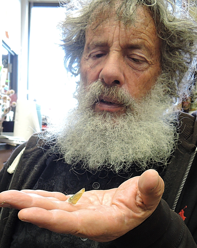 Art Shapiro, distinguished professor of evolution and ecology, with the cabbage white butterfly he collected at 1:56 p.m., Jan. 19 on the UC Davis campus. (Photo by Kathy Keatley Garvey)