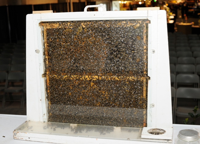 A bee observation hive will be one of the attractions at the Häagen-Dazs Honey Bee Haven on Bee Biology Road. (Photo by Kathy Keatley Garvey)