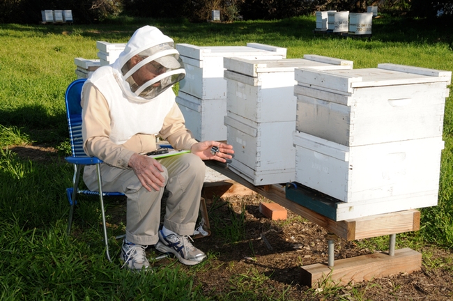 Eric Mussen doing research at the UC Davis apiary. (Photo by Kathy Keatley Garvey)