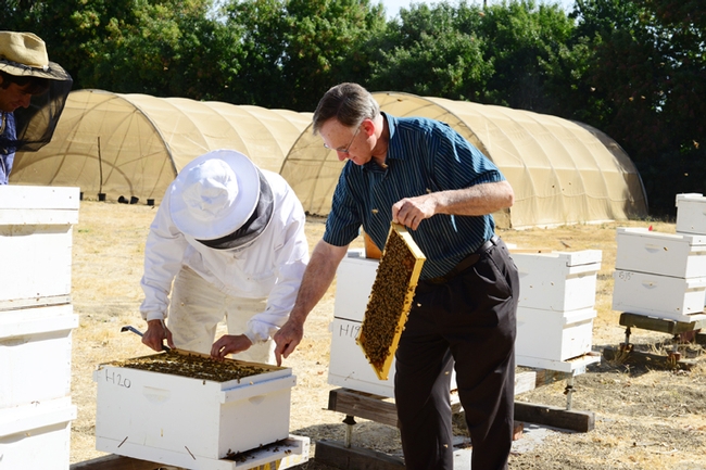 Eric Mussen (right): right at home with bee colonies. (Photo by Kathy Keatley Garvey)