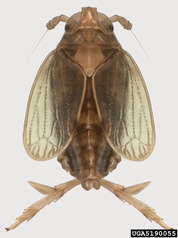 Brown planthopper, Nilaparvata lupens. (Photo courtesy of Wikipedia)