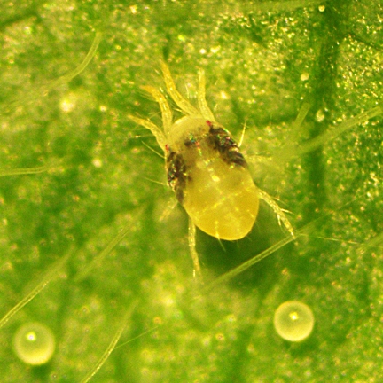Spider mite, a pest. (Photo by Elvira de Lange)