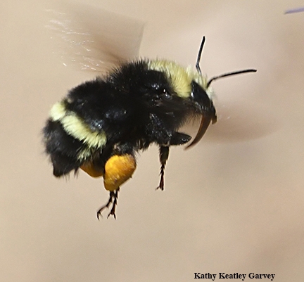 Bumble bee in flight. (Photo by Kathy Keatley Garvey)