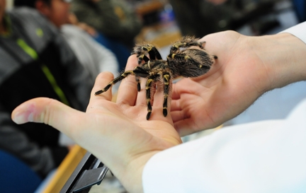 Close-up of rose-haired tarantula, Coco McFluffin. (Photo by Kathy Keatley Garvey)
