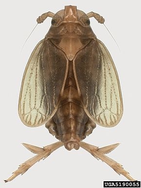 Brown planthopper, Nilaparvata lugens. (Photo courtesy of Wikipedia; image by Natasha Wright, Cook's Pest Control, Bugwood.org)