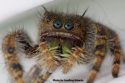 A jumping spider peers at the photographer in one of Geoffrey Attardo's latest macro images.