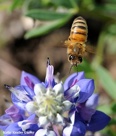 A honey bee heading toward lupine. Nectar-living mcrobes release scents or valatile compounds, too--not just the nectar according to newly published research led by Rachel Vannette. (Photo by Kathy Keatley Garvey)