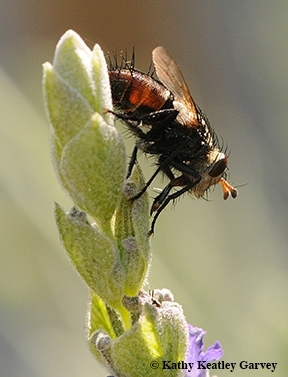 The tachinid fly lays its eggs on caterpillars.  There are more than 8,200 described species. (Photo by Kathy Keatley Garvey)