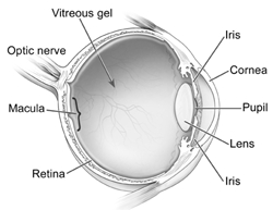 Diabetic eye disease can affect many parts of the eye, including the retina, macula, lens and the optic nerve. (National Eye Institute)