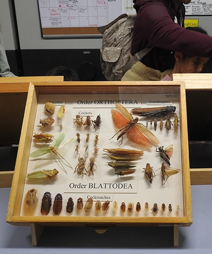 Two insect orders on display at the Bohart Museum of Entomology: Orthoptera and Blattodea.(Photo by Kathy Keatley Garvey)