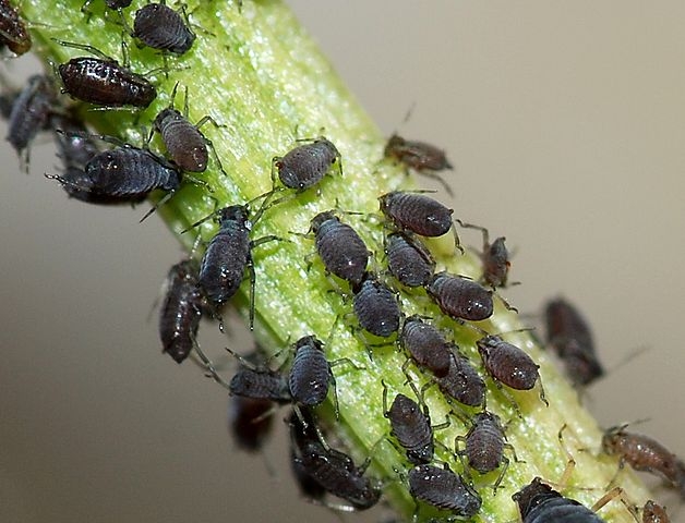 Black bean aphid (Aphis fabae). (Photo courtesy of Wikipedia)