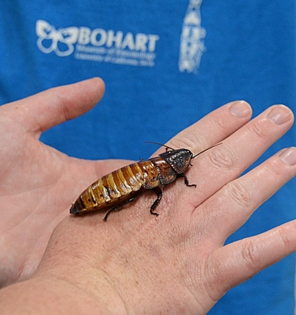 A Madagascar hissing cockroach at the Bohart Museum of Entomology. (Photo by Kathy Keatley Garvey)