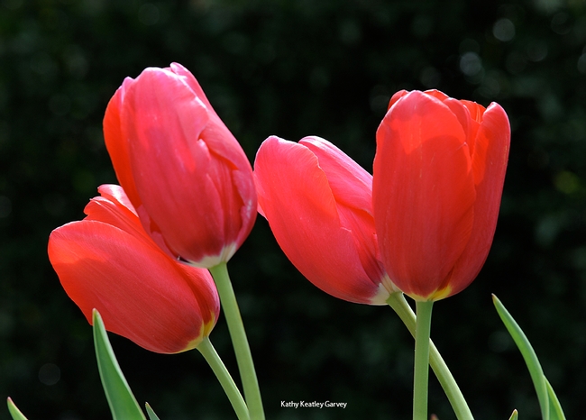 Red tulips symbolize Parkinson's disease. (Photo by Kathy Keatley Garvey)