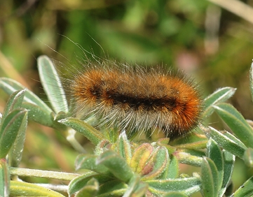 Patrick Grof-Tisza's dissertation involved Ranchman's tiger moth (Arctia virginalis). In its immature stage, it is known as the wooly bear caterpillar, what Professor Rick Karban has been studying since 1983 at the Bodega Marine Reserve.  (Photo by Kathy Keatley Garvey)