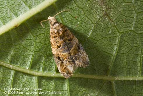 The European Grapevine Moth, Lobesia botrana. (Photo by Jack Kelly Clark, UC Statewide Integrated Pest Management Program)