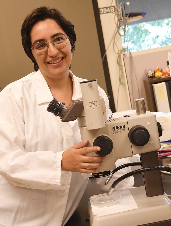 UC Davis doctoral student Maribel Portilla at a microscope in the Sharon Lawler lab, UC Davis Department of Entomology and Nematology. (Photo by Kathy Keatley Garvey)