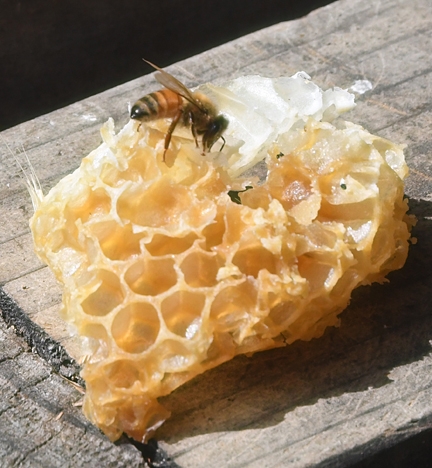 A honey bee forages on a honeycomb. (Photo by Kathy Keatley Garvey)