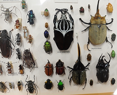 Part of the beetle collection at the Bohart Museum of Entomology. (Photo by Kathy Keatley Garvey)